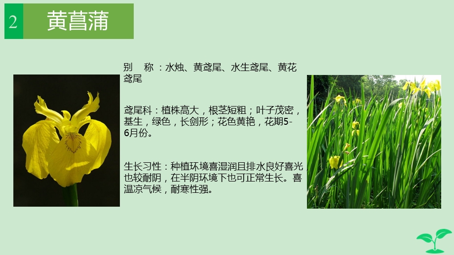 植物调查报告武钰皓ppt课件.ppt_第3页