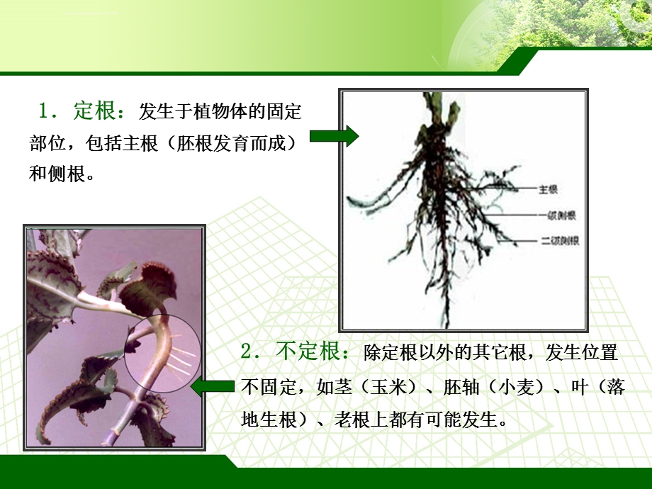 根的种类及根系的类型ppt课件.ppt_第2页