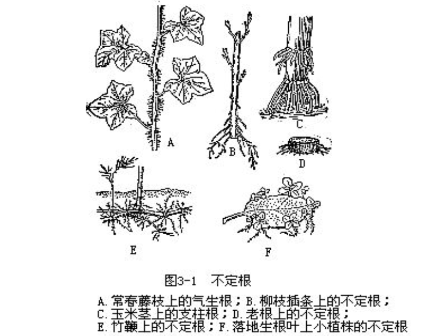 根的种类及根系的类型ppt课件.ppt_第3页