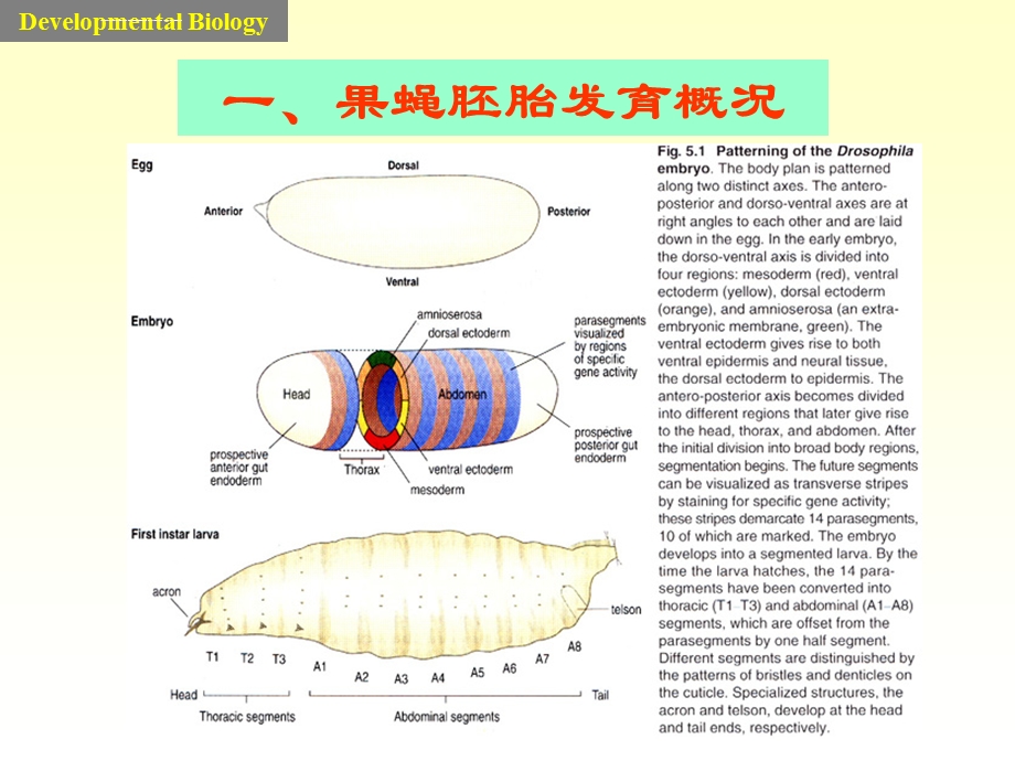 果蝇胚胎早期ppt课件.ppt_第2页