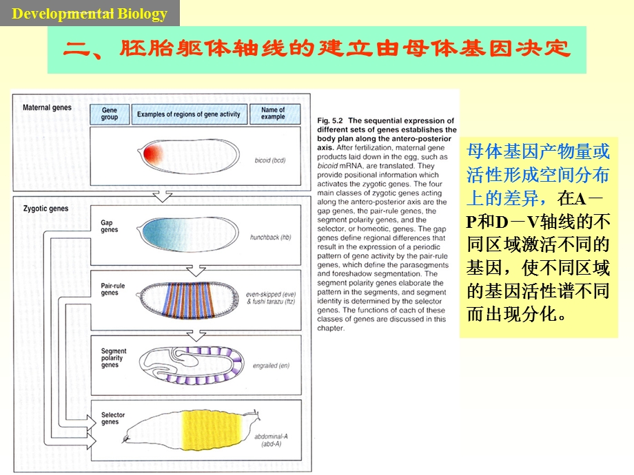 果蝇胚胎早期ppt课件.ppt_第3页