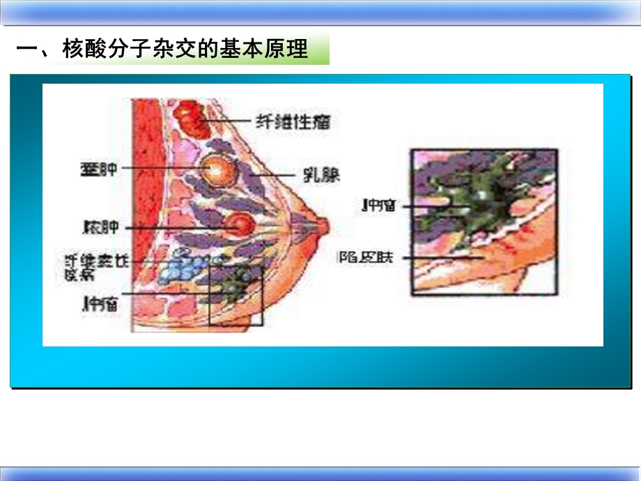 核酸分子杂交技术ppt课件.ppt_第3页