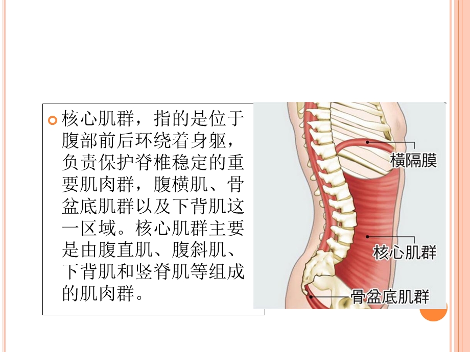 核心肌群与腰背痛PPT课件.ppt_第3页