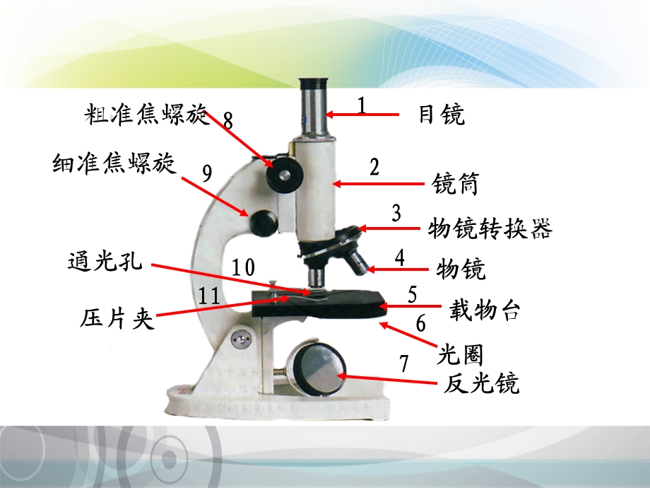 显微镜的使用专题复习PPT课件.ppt_第2页