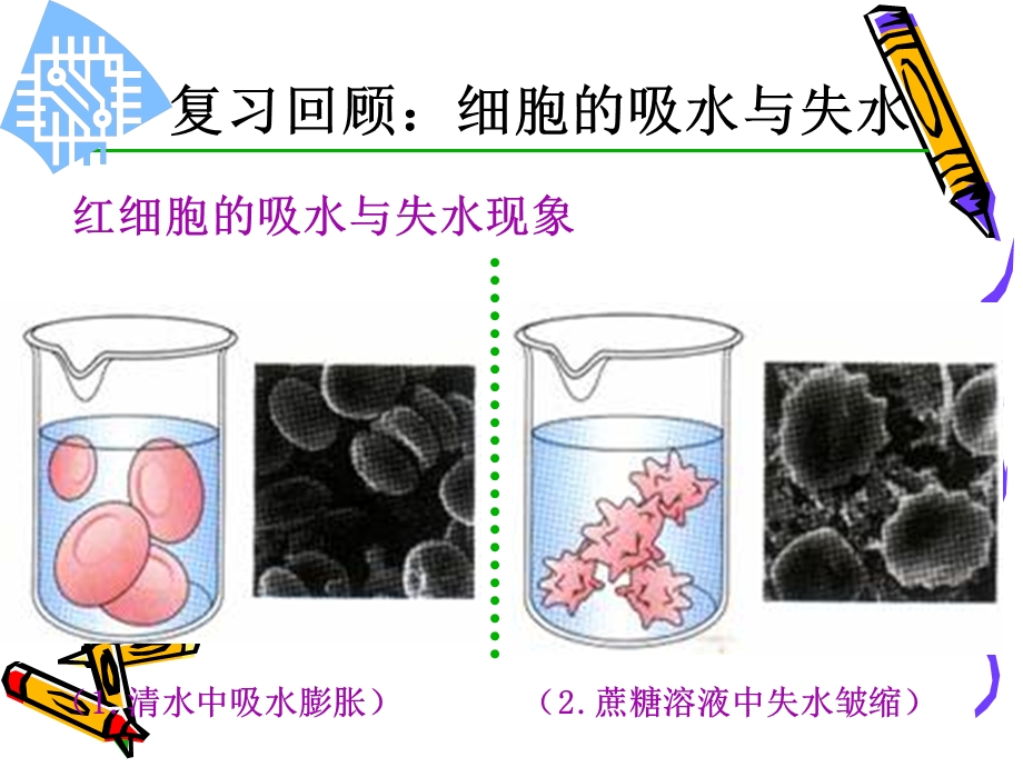 植物细胞的吸水与失水实验ppt课件.ppt_第2页