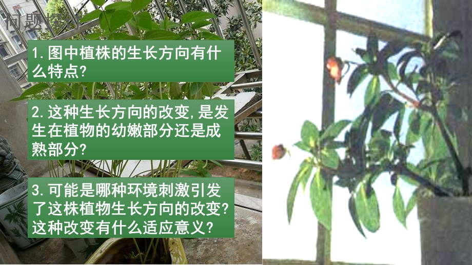 植物生长素的发现(优秀公开课)ppt课件.ppt_第3页