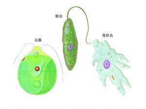 浙教版七年级上科学第二章第二节细胞ppt课件.ppt