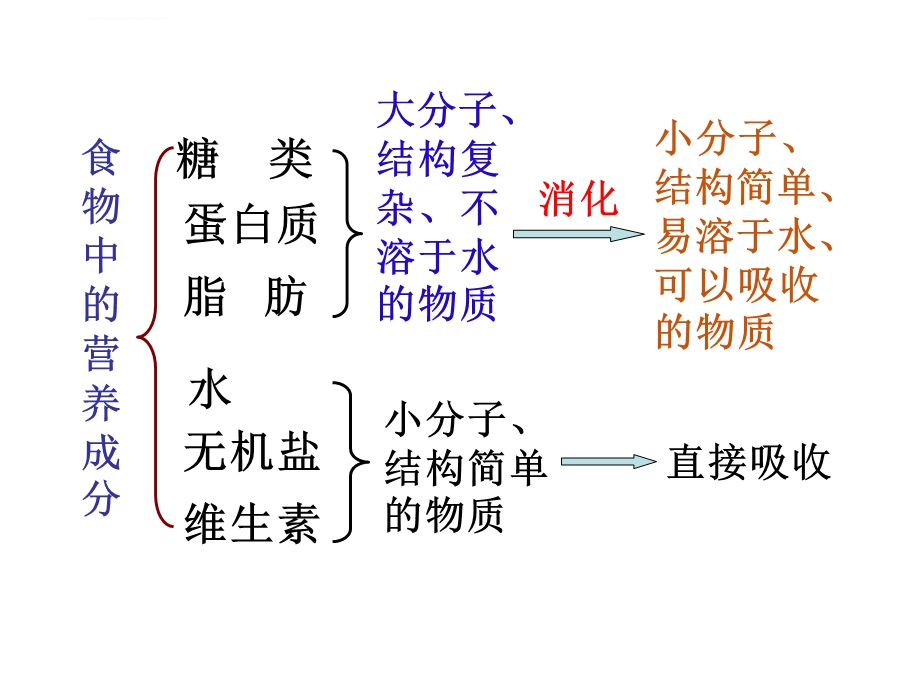 消化与吸收过程ppt课件.ppt_第2页