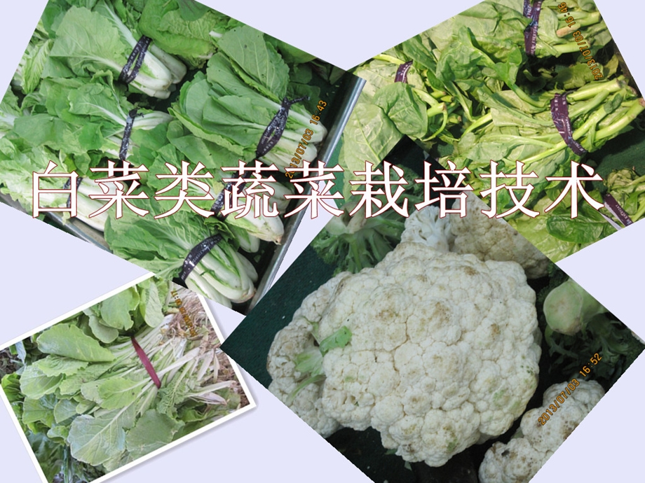 白菜类蔬菜(上课)ppt课件.pptx_第2页