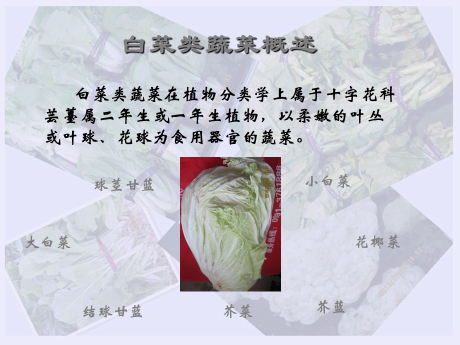 白菜类蔬菜(上课)ppt课件.pptx_第3页