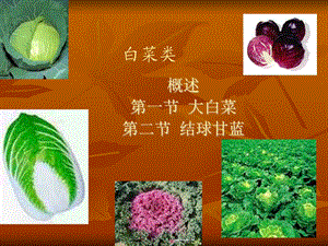 白菜类蔬菜(上课)ppt课件.pptx