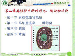 真核生物的形态构造和功能（周德庆第3版教材）ppt课件.pptx