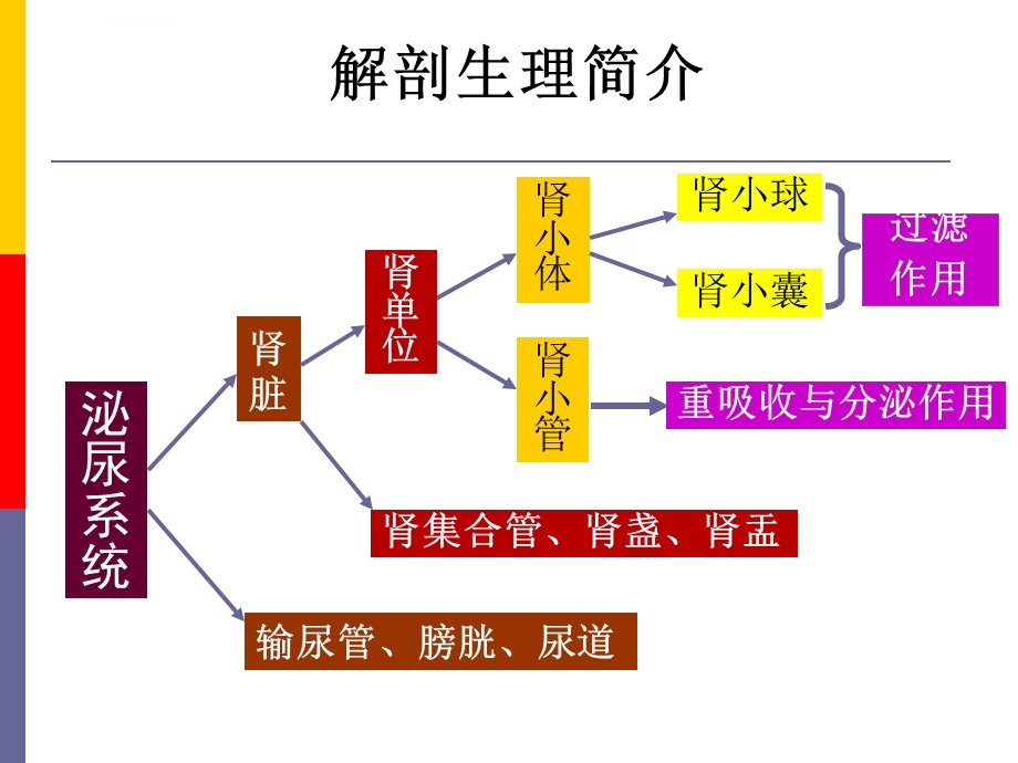 泌尿系统d讲义ppt课件.ppt_第2页