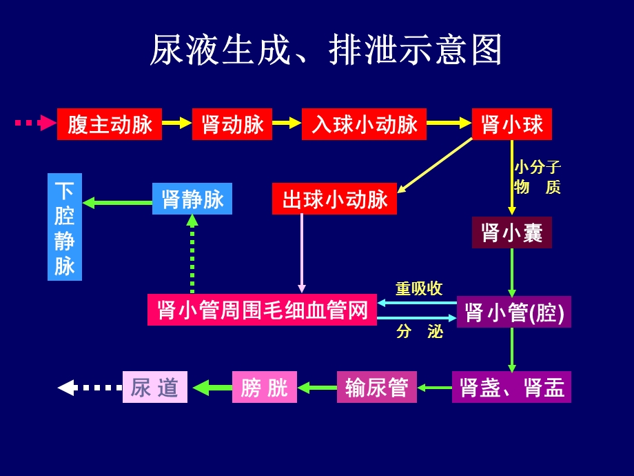 泌尿系统d讲义ppt课件.ppt_第3页