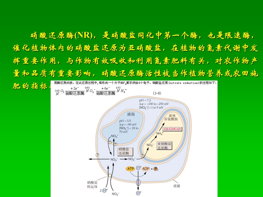 硝酸还原酶活性测定ppt课件.ppt_第2页