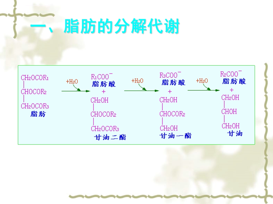 生物化学8脂类代谢ppt课件.ppt_第2页