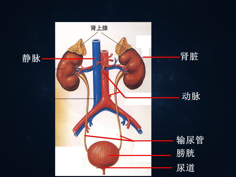 泌尿系统概述及常见症状体征ppt课件.ppt_第2页