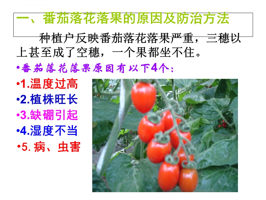 番茄点花技术ppt课件.ppt_第2页