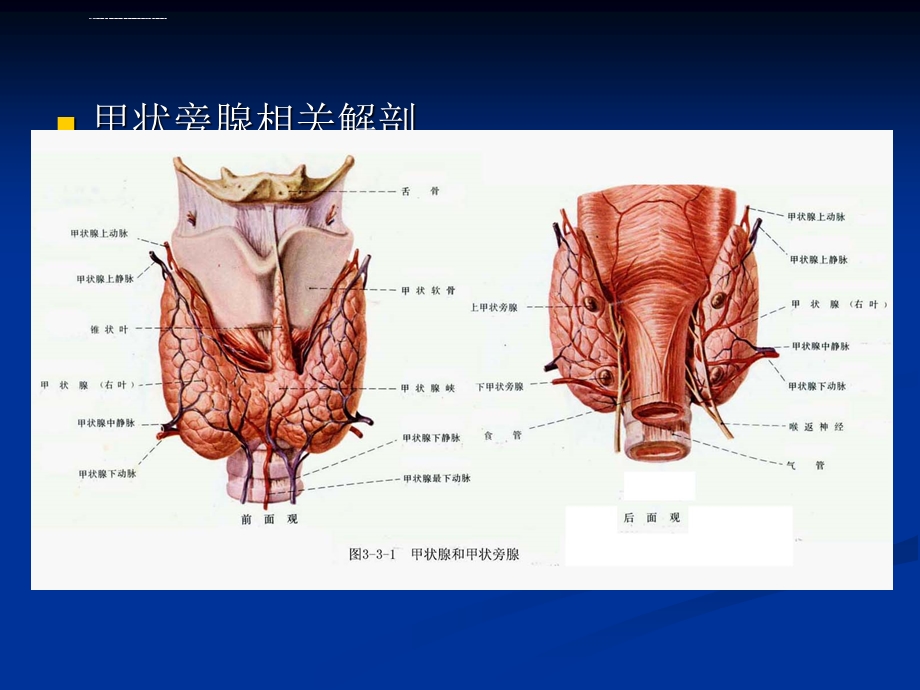 甲状旁腺功能亢进症(配手术实例图)汇编ppt课件.ppt_第3页