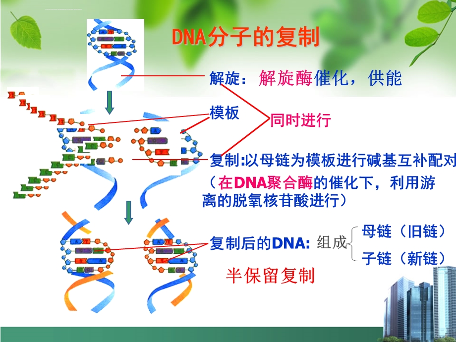 生物必修二DNA的复制ppt课件.ppt_第3页