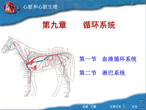 畜禽解剖生理9循环系统ppt课件.ppt