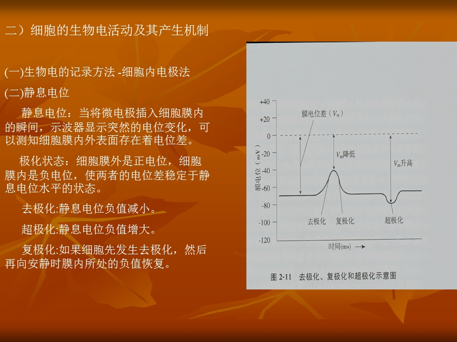 生物电活动ppt课件.ppt_第2页