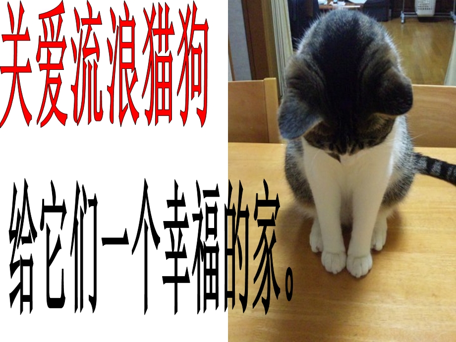 流浪猫狗(完美版)ppt课件.ppt_第1页