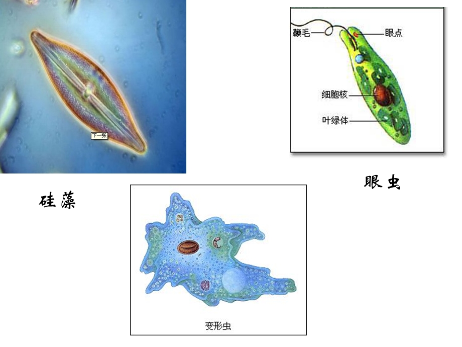 物种的多样性第一课时ppt课件.ppt_第2页