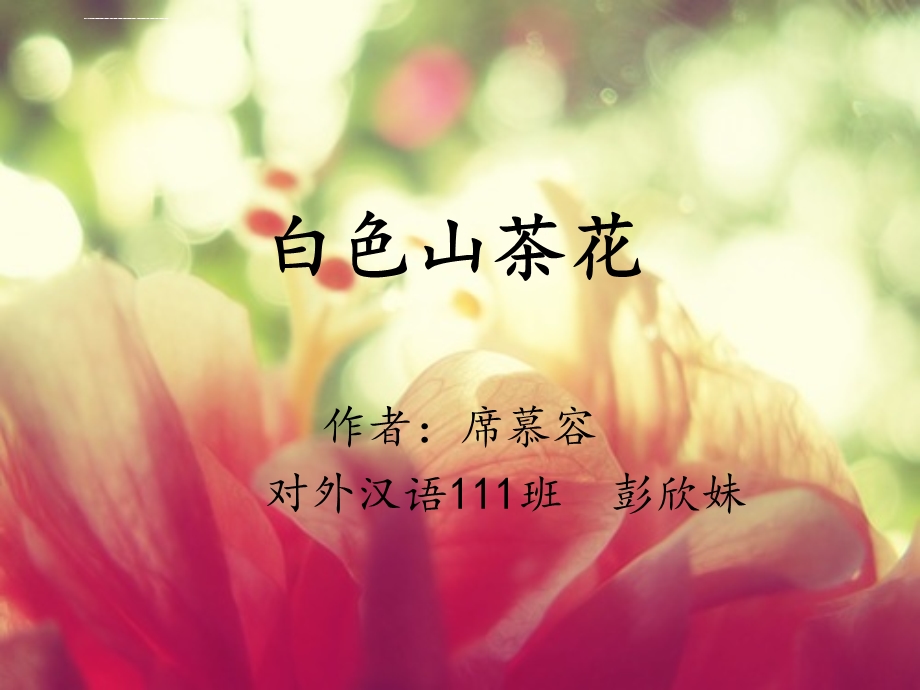 白色山茶花ppt课件.ppt_第1页