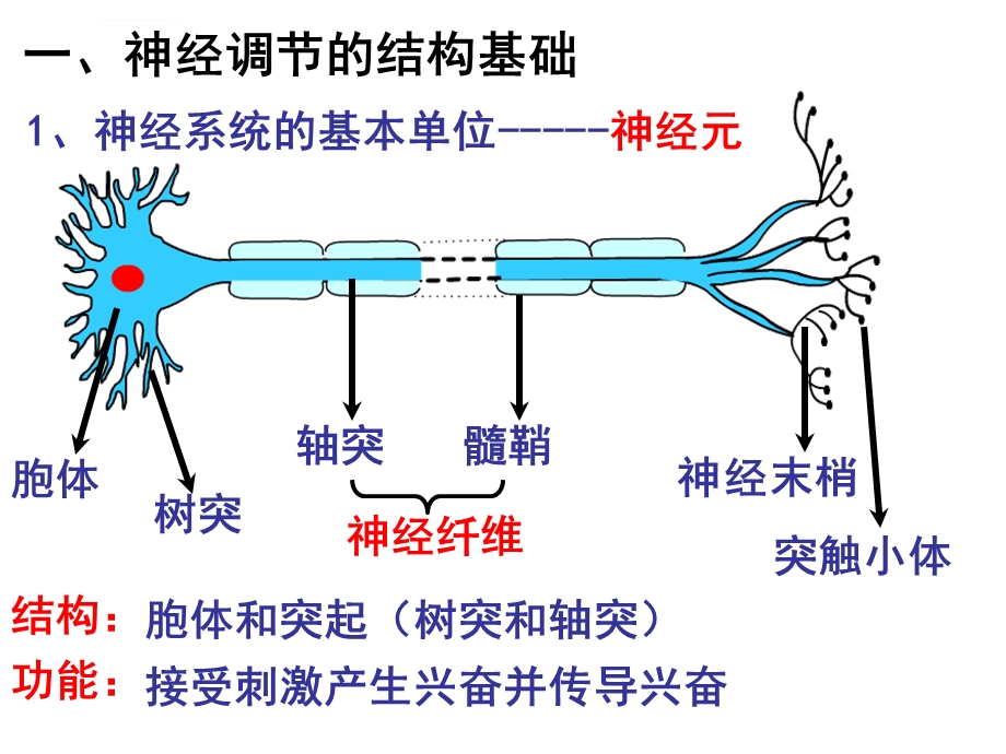 生物必修三神经调节ppt课件.ppt_第3页