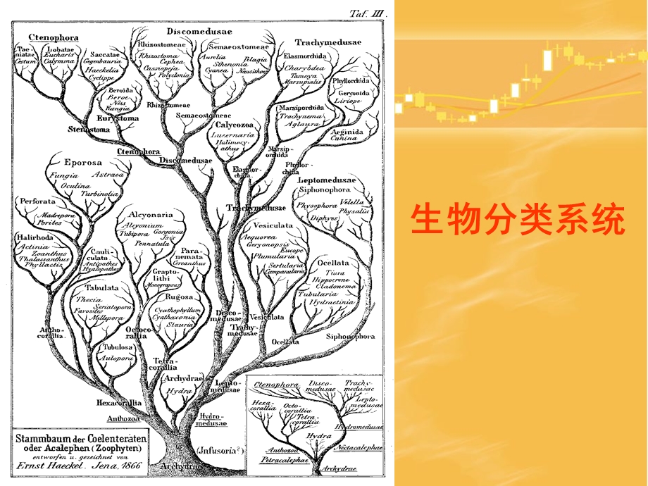 生物分类系统ppt课件.ppt_第1页