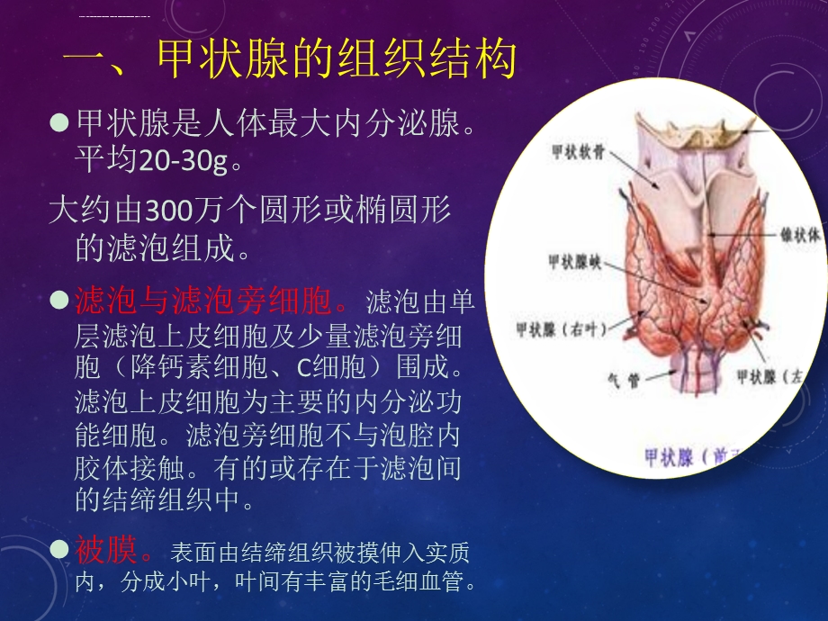 甲状腺生理与调节ppt课件.ppt_第2页