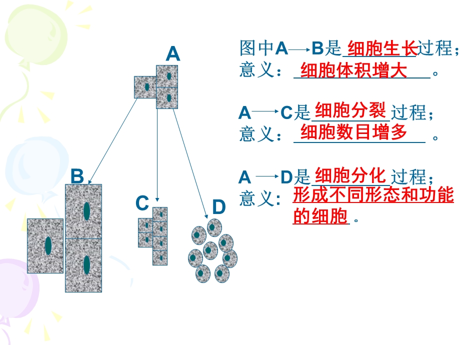 生物体的结构层次（组织）ppt课件.ppt_第3页