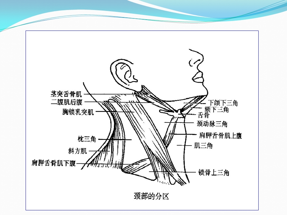 甲状腺及甲状旁腺解剖ppt课件.pptx_第2页