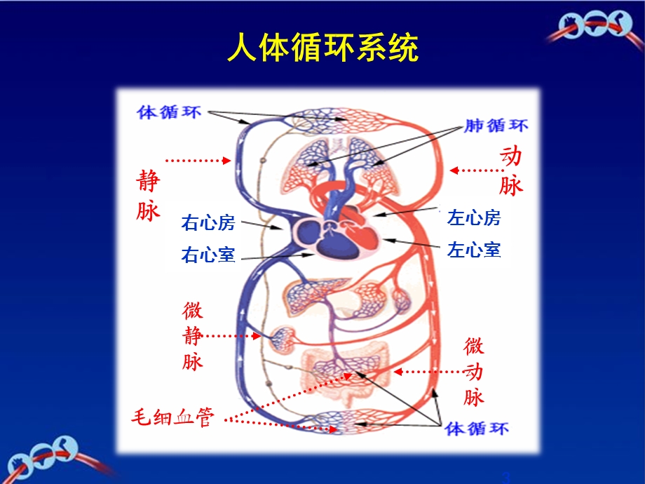 生理及病理基础知识ppt课件.pptx_第3页