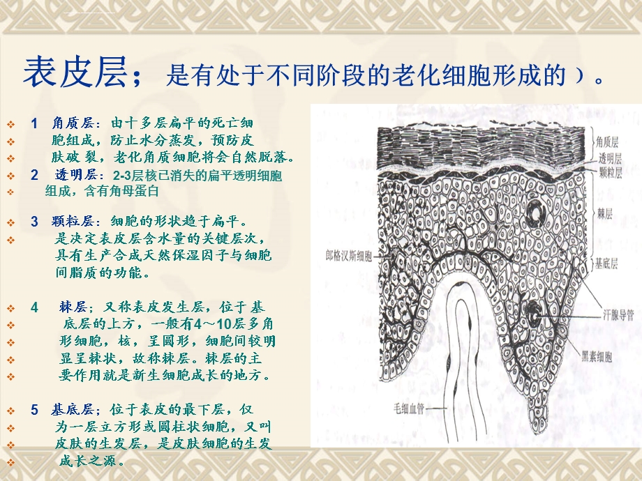 皮肤结构解析ppt课件.ppt_第2页