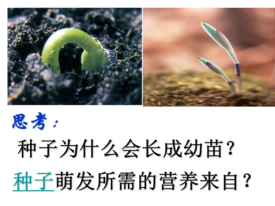 浙教版七年级下册科学植物的一生ppt课件.ppt_第2页