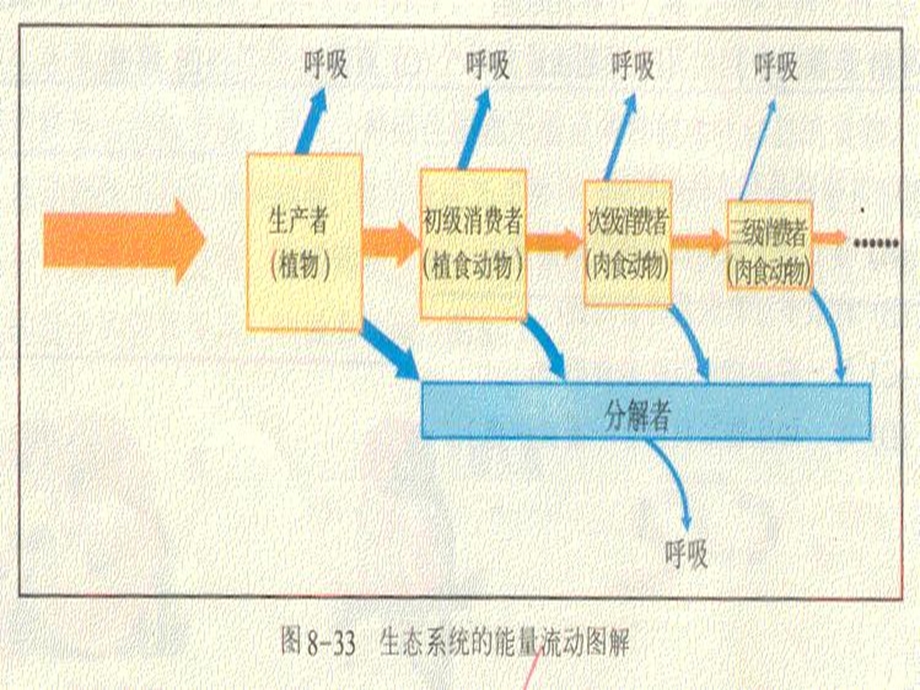 生物与环境的相互关系ppt课件.pptx_第2页