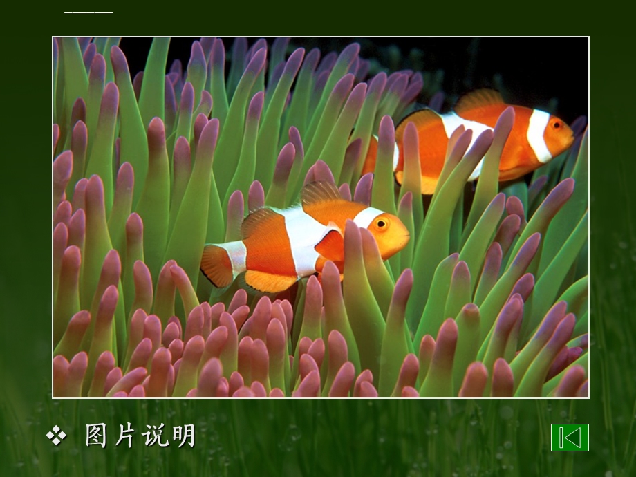 生物学科ppt模板课件.ppt_第3页