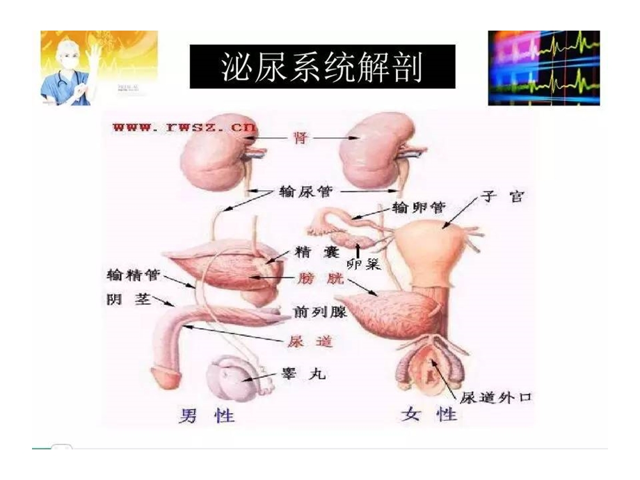 泌尿外科微创手术配合ppt课件.ppt_第2页