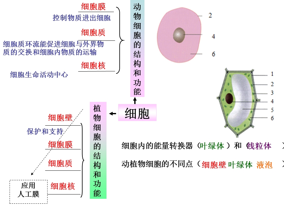 生物体结构层次思维导图ppt课件.ppt_第3页