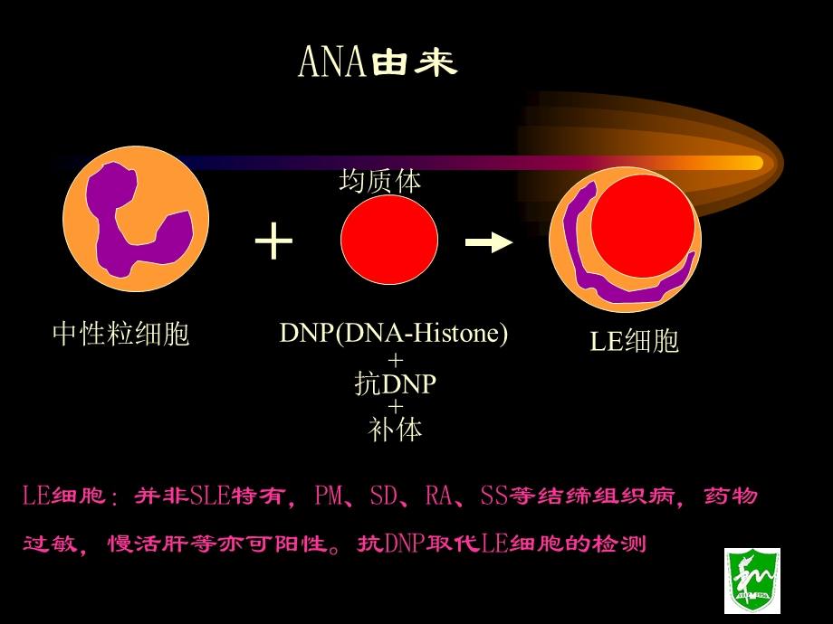 流产停胎原因之一抗核抗体ppt课件.ppt_第3页