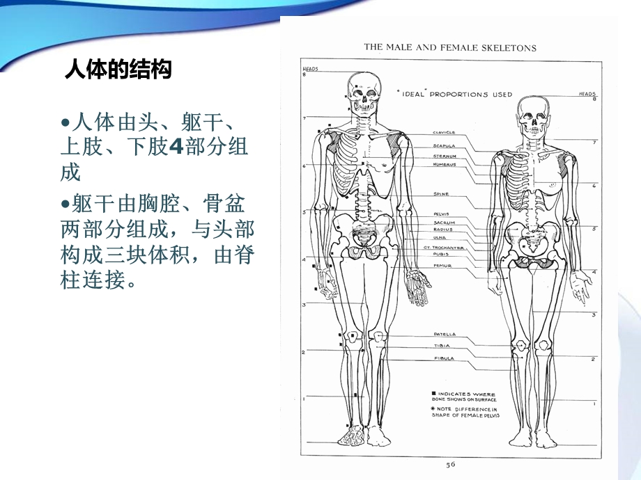 漫画人物结构和身体动态ppt课件.ppt_第3页