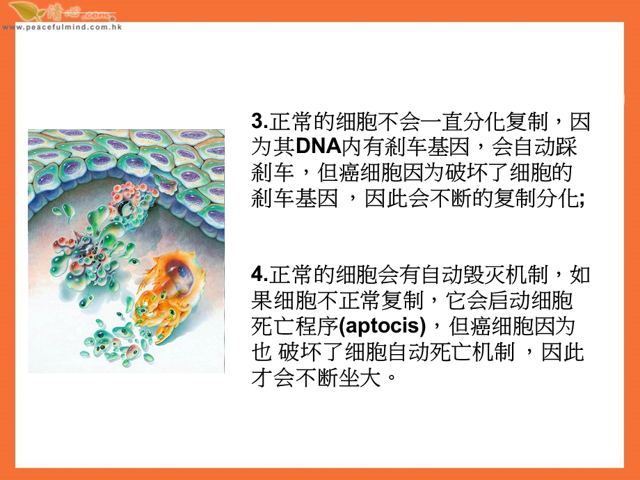 癌细胞与正常细胞最大的不同ppt课件.ppt_第3页