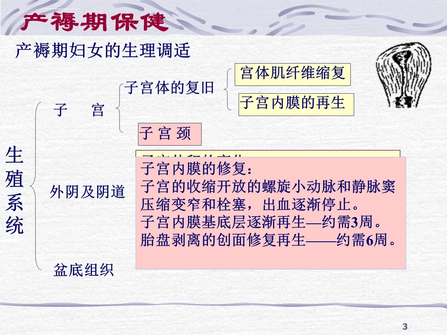 母婴护理课程PPT课件.ppt_第3页