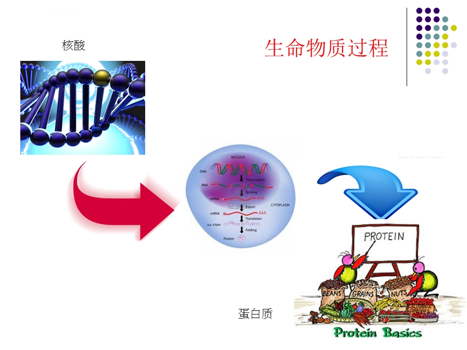 生物信息学蛋白质数据库ppt课件.ppt_第3页