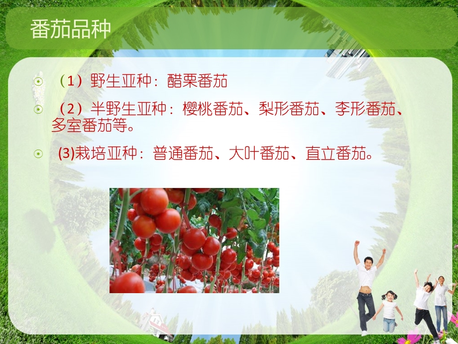 番茄的育种技术ppt课件.ppt_第3页