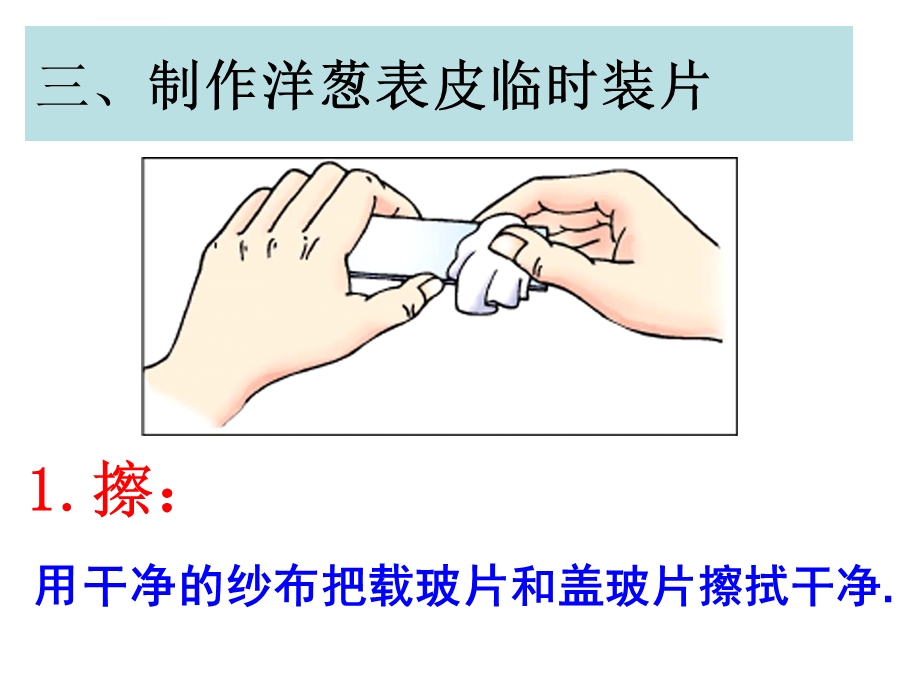 浙教版七年级科学第2章第2节观察动植物细胞ppt课件.ppt_第3页