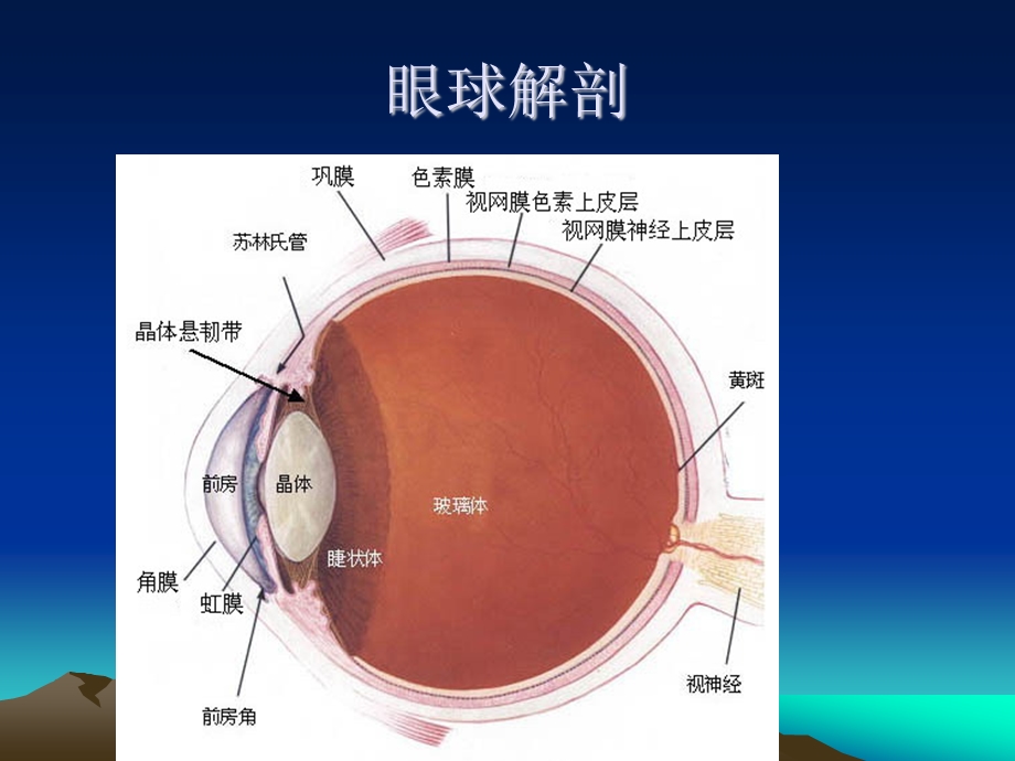 白内障讲课ppt课件.ppt_第2页