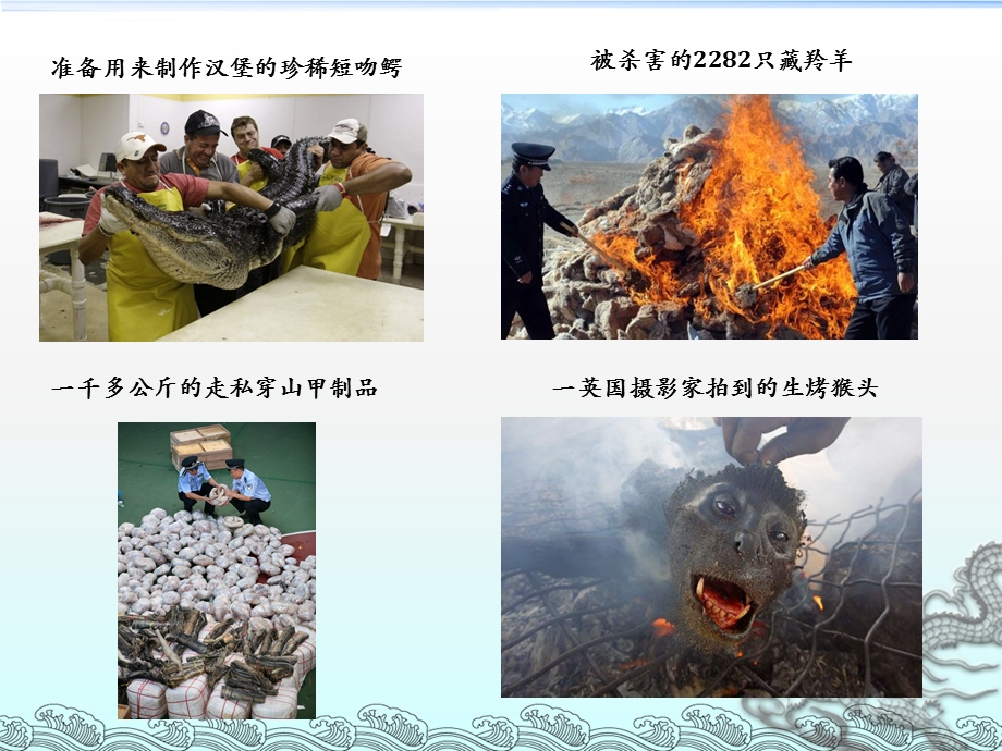 濒危动物ppt课件.ppt_第3页